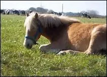 Comment se nomme le poulain dont parle Alexandre Kauprine ?