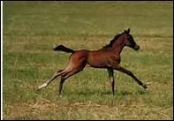 Selon Brunetto Latini,  la mort de leur matre ...