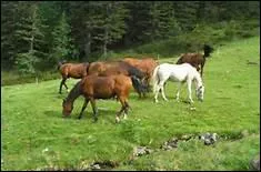 Qu'a dit Marc-Andr Wagner  propos du cheval ?