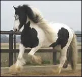 Qu'aime Caroline Casadesus dans le fait d'avoir un cheval ?