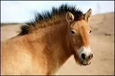 O les chevaux de Jacqueline de Romilly l'ont-ils ramene en pense ?