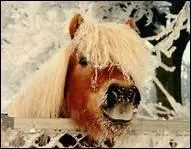 De quelle couleur tait le cheval qu'Hemingway dcrit dans 'Mon vieux' ?