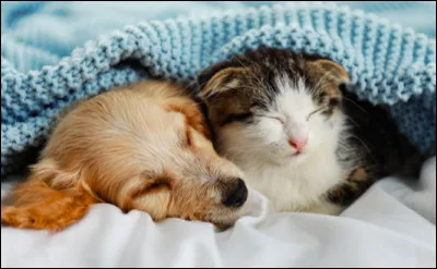 Quel animal préfères-tu ?