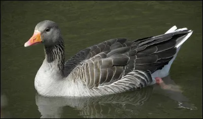 Quelle est cette espèce ?