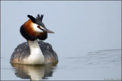 Quelle est cette espèce ?
