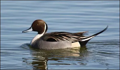 Quelle est cette espèce ?