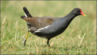 Quelle est cette espèce ?