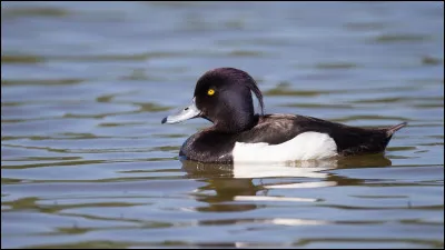 Quelle est cette espèce ?