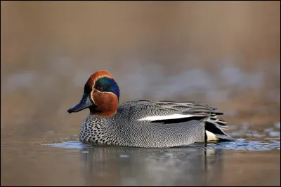 Quelle est cette espèce ?