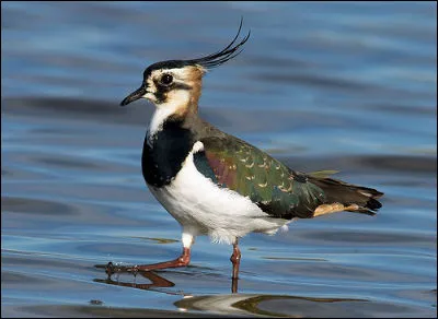 Quelle est cette espèce ?