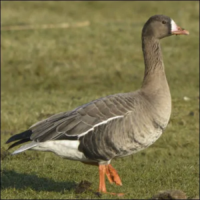 Quelle est cette espèce ?