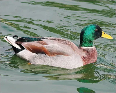 Quelle est cette espèce ?