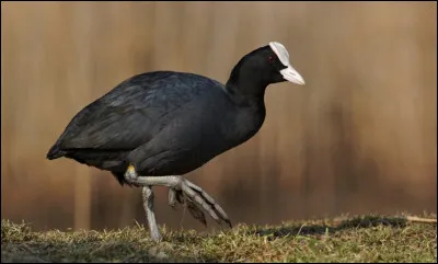 Quelle est cette espèce ?