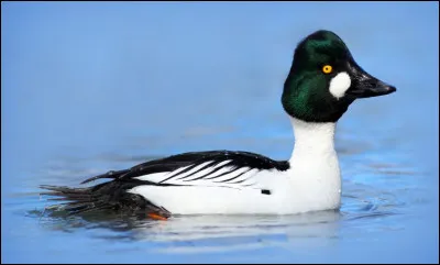 Quelle est cette espèce ?