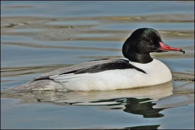 Quelle est cette espèce ?