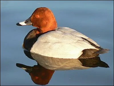 Quelle est cette espèce ?