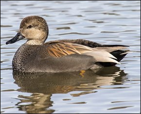 Quiz Canards