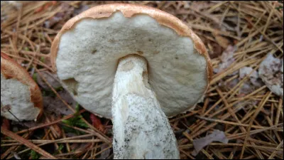 Ce champignon a des rugosités noires sur le pied une fois adulte et pousse sous pins et épinettes. L'écologie est très importante pour identifier cette espèce. Quel est son nom ?