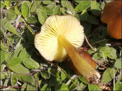 Ce champignon a un chapeau brun foncé et des lames jaunes. Il pousse sur sol sous feuillus. Quel est son nom ?