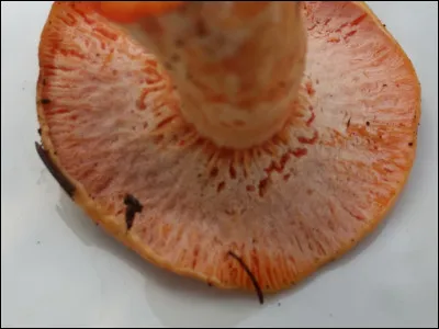 Champignon mycoparasite qui pousse sur basidiomes des lactarius à latex coloré. Quel est son nom ?