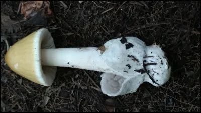 Cette amanite a du grisâtre sur sa volve. Quel est son nom ?