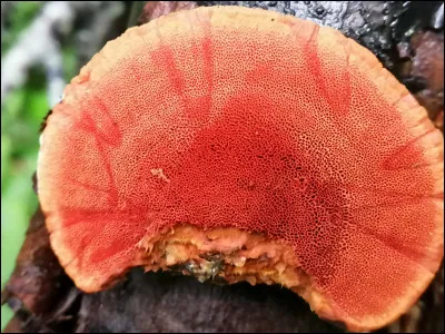 Ce champignon a un chapeau orangé et une face poroïde rouge orangé à rouge luisant. Quel est son nom ?