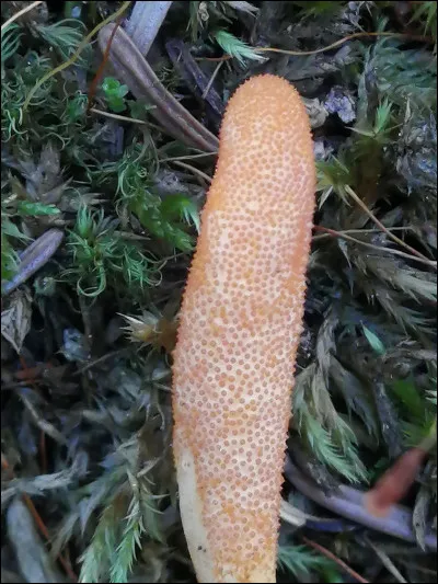 Ce cordyceps est parasite sur larves ou chrysalides d'insectes, surtout lépidoptères, enfouis dans le sol des forêts. Quel est son nom ?