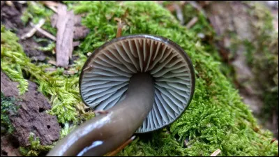 Ce champignon est tellement visqueux qu'il est difficile de le garder entre deux doigts. Son chapeau et son pied sont foncé-noirâtre et ses lames sont blanches. Quel est son nom ?