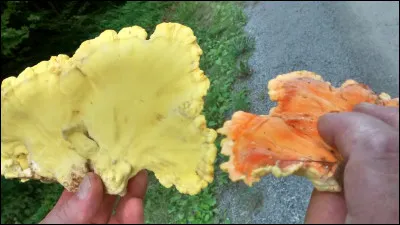 Ce champignon a une face poroïde jaune et pousse surtout sur chênes. Quel est son nom ?