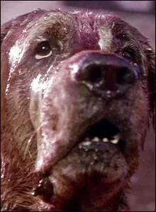 Ce chien rendu f�roce par une morsure de chauve-souris est :