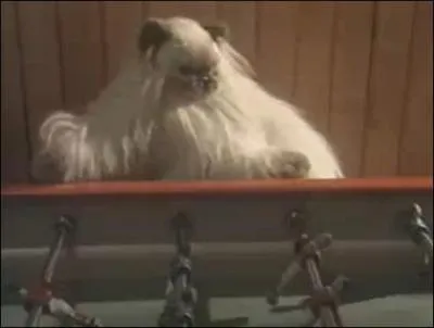 Ce chat est dans une fausse mais dlirante pub pour :