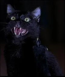 Ce chat mal lev est dans :