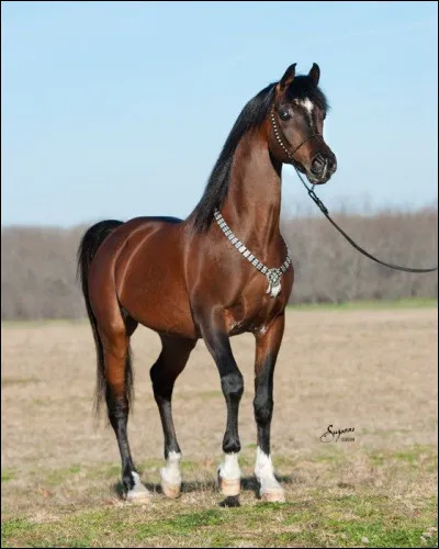 De quelle robe est ce cheval ci-contre ?