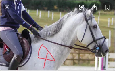 À quoi servent les rênes ?