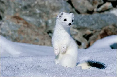 Animaux : en été, quelle est la couleur de la fourrure de l'hermine ?