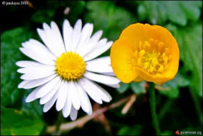 Boutons d'or et pâquerettes révèlent quel type de sol ?