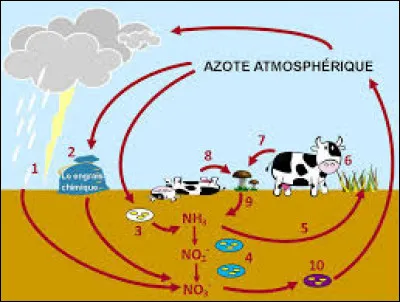 L'azote est-il un "activateur" ?
