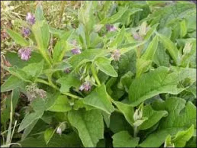 La consoude chasse...