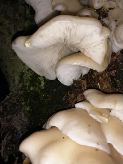 Cette espèce pousse sur feuillus et c'est un bon comestible. Sa sporée est blanche avec une teinte de gris-lilas. Cette espèce pousse par temps frais, contrairement à un sosie qui pousse par temps chaud. Son nom est :