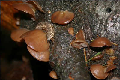 Ce champignon du Québec pousse habituellement sur sapin. Sa face externe est couverte de petits poils grisâtres... Qui est-il ?