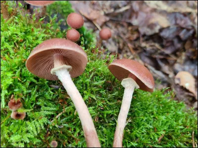 Cette espèce pousse sur bois et le pied est annelé. Quel est son nom ?