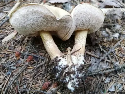 Ce champignon pousse sous conifères souvent sur les souches. Il a une saveur très amère et a des réticulations brunâtres sur le pied. Quel est son nom ?