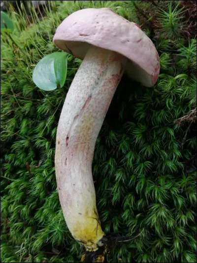 Son chapeau a une belle teinte rose, sa face poroïde est blanchâtre, son pied est orné de petites écailles rose-rouge et il est jaune vers la base. Qui est-il ?