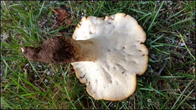 Cette espèce a un pied prolongé en une pseudorhize noire, elle pousse sur sol, racines enfouies ou près des vieilles souches et généralement sous feuillus. Quel est son nom ?