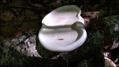 Ce polypore ne pousse que sur bouleaux. Ses pores deviennent hydnoïdes avec l'âge. Il est facile à trouver. Son nom ?
