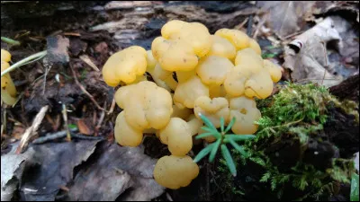 Ces spécimens sont parasités par :