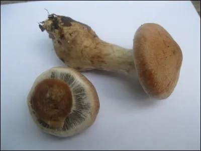 Ce champignon a une sporée brun-rouille. Remarquez le voile qui recouvre les lames, on le dit cortinoïde. Quel est le genre de ce champignon ?