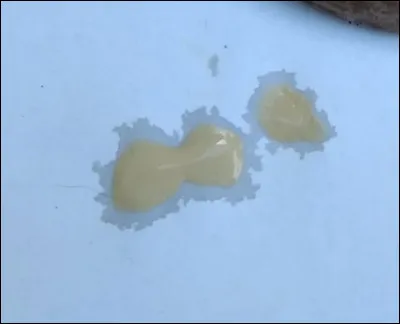 À quelle espèce de lactaire appartient ce latex ? Il a un latex coloré dès l'exposition. Cette espèce pousse sur sol, sous conifères et préférablement humide. Quel est son nom ?