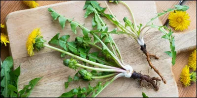 J'adore ce végétal, dès que la saison le permet, je le ramasse, mais en ce qui concerne la partie souterraine, je ne suis vraiment pas pressé d'y goûter !
