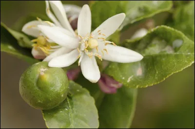 S'il n'y a pas de pépins, vous trouverez le titre, alors é... lime ... inez les mauvaises réponses !